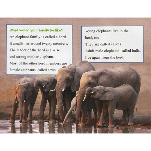 英文原版 Ranger Rick: I Wish I Was 我希望我是 儿童科普杂志动物系列 12册合售 I Can Read系列Level 1阶段 商品图2