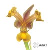 配花 | 鸢尾秋公主 商品缩略图2