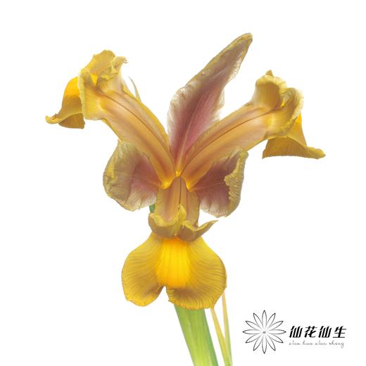 配花 | 鸢尾秋公主 商品图2