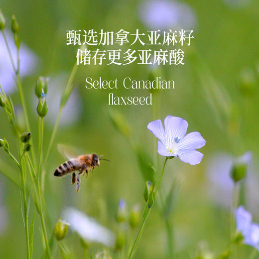 晟麦高亚麻酸亚麻籽油250ml/瓶 食用油 商品图3