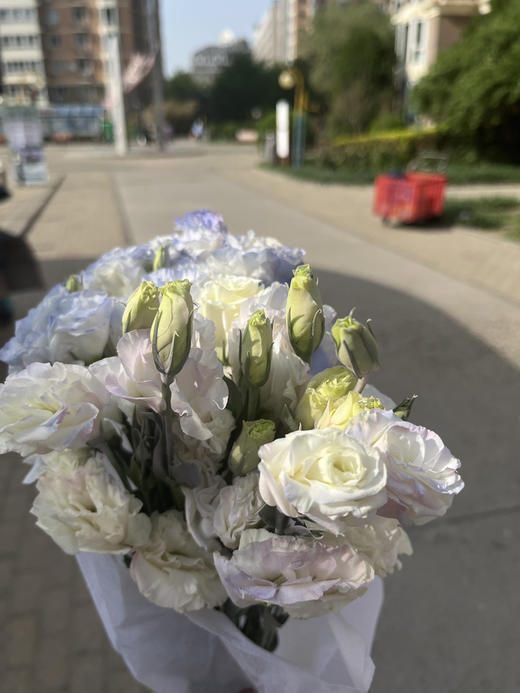 多头人鱼妖姬，粉蓝黄拼色，糖果香，甜甜蜜蜜，花期长！4-6支/束，4-10头/支 商品图3