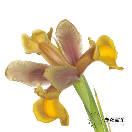 配花 | 鸢尾秋公主 商品图6