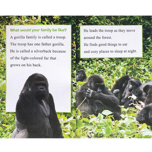 英文原版 Ranger Rick: I Wish I Was 我希望我是 儿童科普杂志动物系列 12册合售 I Can Read系列Level 1阶段 商品图3