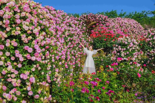 【漫花庄园 2026年双人年卡】 商品图4