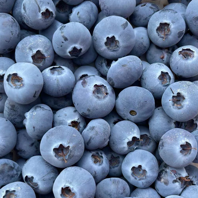 云南花香蓝莓精品礼盒  顺丰空运 抚仙湖蓝莓 产地直发