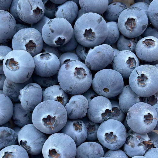 云南花香蓝莓精品礼盒  顺丰空运 抚仙湖蓝莓 产地直发 商品图0