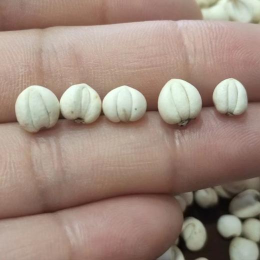 【野生川贝】来了！ 保障都是纯野生川贝，不参假！ 商品图7