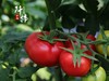 阡柿吐鲁番沙瓤西红柿5斤装 商品缩略图3