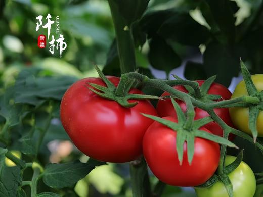 阡柿吐鲁番沙瓤西红柿5斤装 商品图3