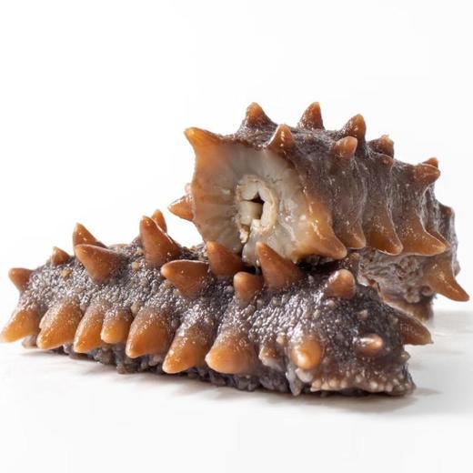 鑫玉龙单冻即食海参（11-14头） 500g/袋 商品图3