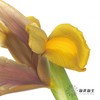 配花 | 鸢尾秋公主 商品缩略图5