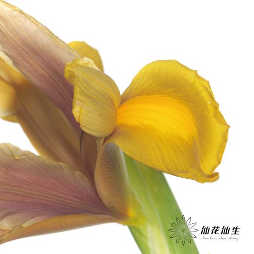 配花 | 鸢尾秋公主 商品图5