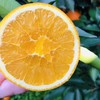 【希希考察精选】秭归伦晚脐橙5斤/9斤 应季水果 自然成熟  清甜多汁 商品缩略图0