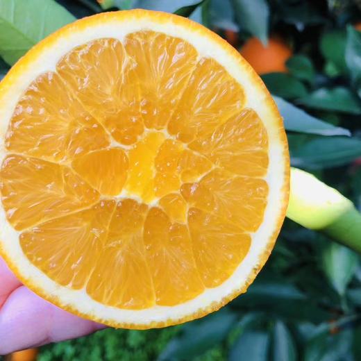 【希希考察精选】秭归伦晚脐橙5斤/9斤 应季水果 自然成熟  清甜多汁 商品图0