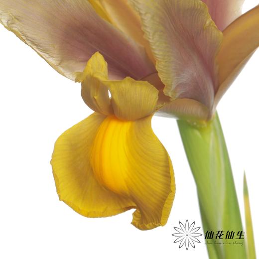 配花 | 鸢尾秋公主 商品图1
