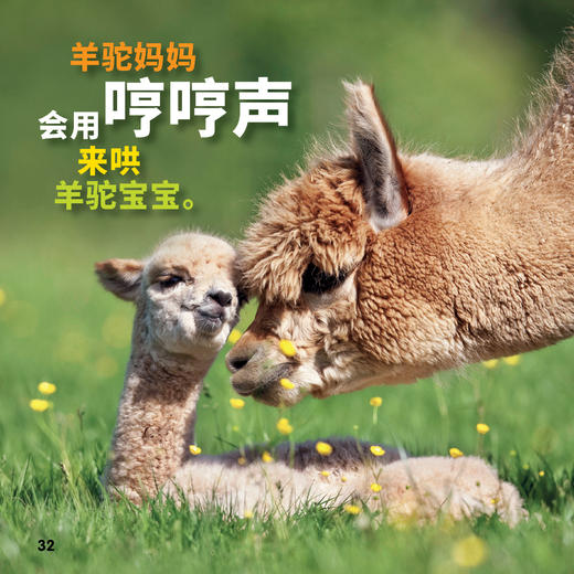 《美国国家地理·世界真奇妙》（全3辑）全30册 商品图11