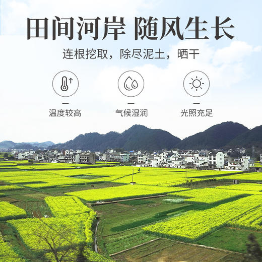 方家铺子 蒲公英叶100g/瓶 商品图7