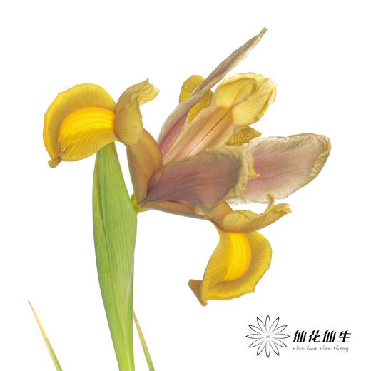 配花 | 鸢尾秋公主 商品图7