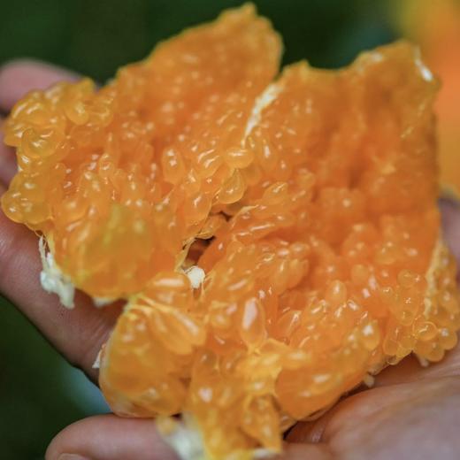 春见耙耙柑 不打甜蜜素 颗颗自然熟 颗粒饱满 风味浓郁 汁水丰富 商品图1