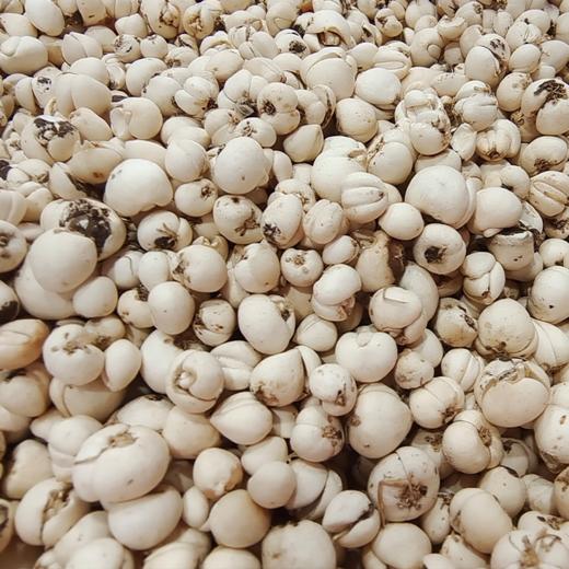 【野生川贝】来了！ 保障都是纯野生川贝，不参假！ 商品图0