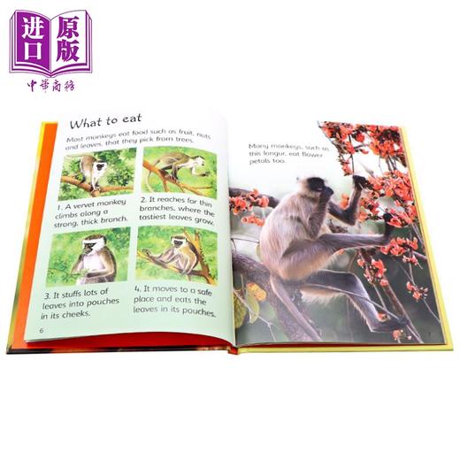 【中商原版】尤斯伯恩初学者系列 动物 10本盒装Usborne Beginners Animals Box Set 10 books英文原版 儿童科普绘本读物 精装 商品图4