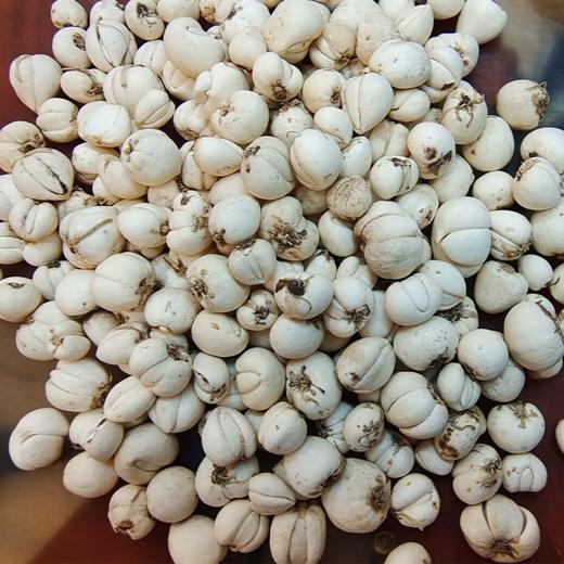 【野生川贝】来了！ 保障都是纯野生川贝，不参假！ 商品图6