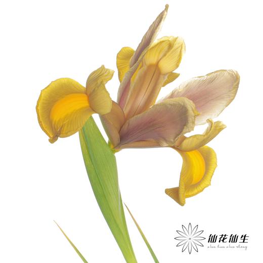 配花 | 鸢尾秋公主 商品图0