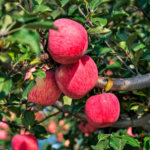 红富士苹果80精品果16头装 商品图1