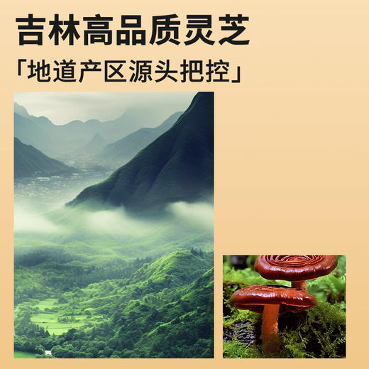 【正宗同仁堂品牌】北京同仁堂灵芝250克  礼盒装 朵大形好 干度合格 品质灵芝SY 商品图2