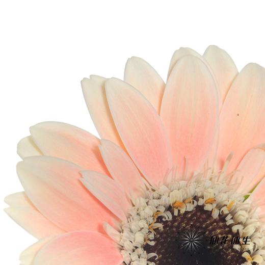 非洲菊 | 胖丁 商品图2