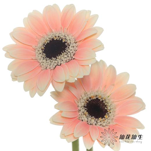 非洲菊 | 胖丁 商品图1