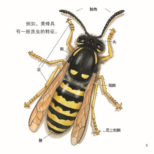 《口袋科学》（全20册） 商品图13