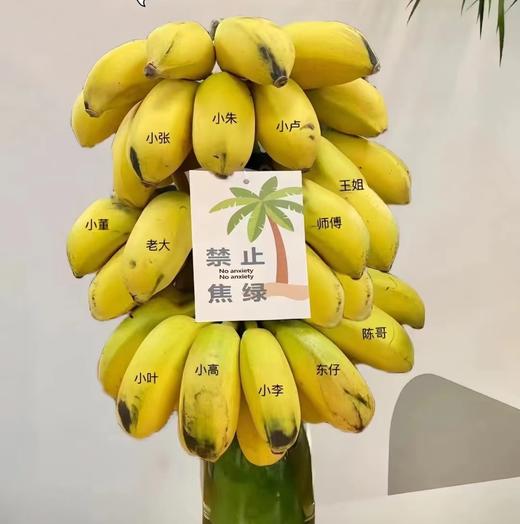 【满150元全疆包邮】网红水培香蕉 自培（3-3.5kg） 商品图0