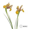 配花 | 鸢尾秋公主 商品缩略图3