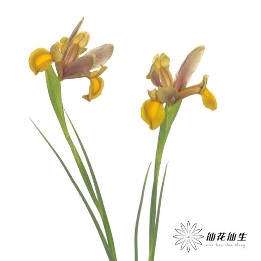 配花 | 鸢尾秋公主 商品图3
