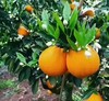 【希希考察精选】秭归伦晚脐橙5斤/9斤 应季水果 自然成熟  清甜多汁 商品缩略图3