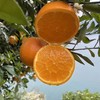 【希希考察精选】秭归伦晚脐橙5斤/9斤 应季水果 自然成熟  清甜多汁 商品缩略图2