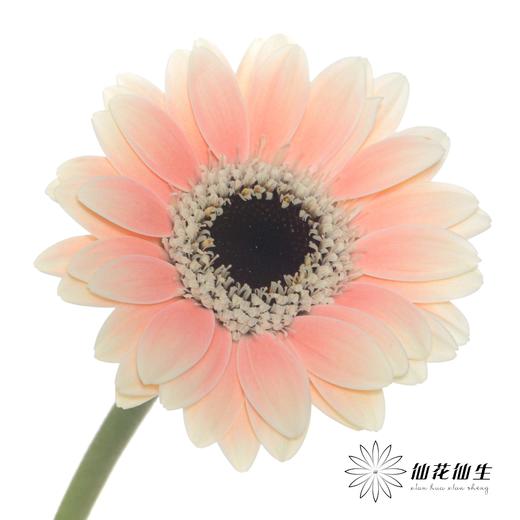 非洲菊 | 胖丁 商品图4