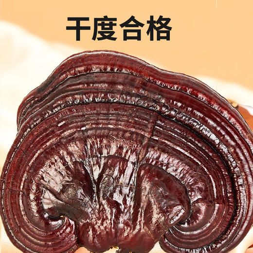 【正宗同仁堂品牌】北京同仁堂灵芝250克  礼盒装 朵大形好 干度合格 品质灵芝SY 商品图4