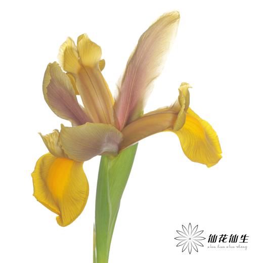 配花 | 鸢尾秋公主 商品图4