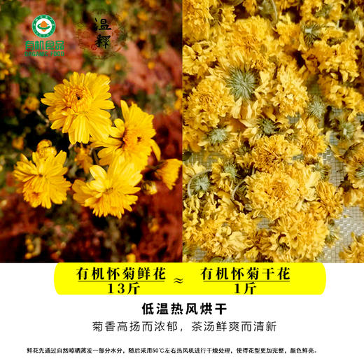 温释有机怀菊花 河南焦作无硫烘干头茬黄菊花30g/罐 商品图5