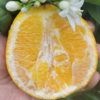 【希希考察精选】秭归伦晚脐橙5斤/9斤 应季水果 自然成熟  清甜多汁 商品缩略图1