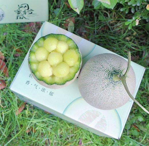 海阳网纹蜜瓜2枚装 商品图0