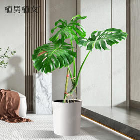 龟背竹展开新叶啦！