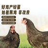 【有机可生食宝宝鸡蛋20枚】SGS＋有机认证，全面检控无药残、无腥味、口感细腻不柴，食后淡淡回甜 商品缩略图3