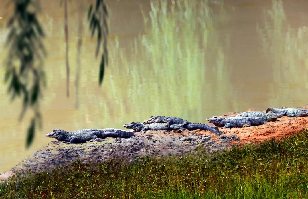清明安吉2日亲子游，寻挖化石，探访扬子鳄保护区，竹林砍竹运竹，挖春笋，采茶&制茶