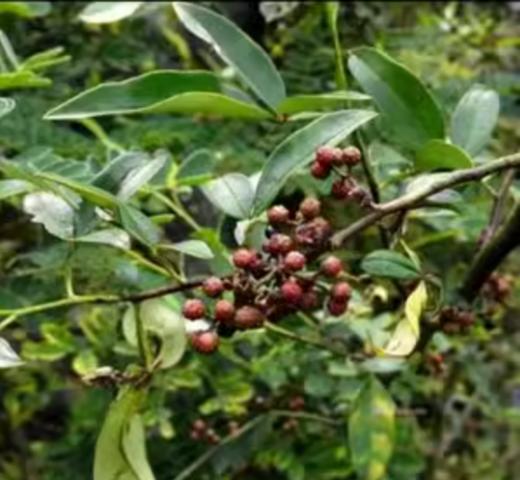 野生花椒 // 香气醇厚、麻味适中，农村野生花椒是个宝，九大用途，解决家庭不少烦恼~ 商品图5