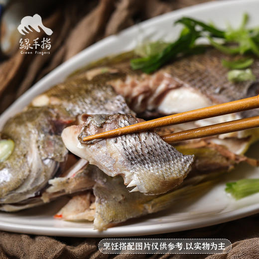 野生东山岛黄鸡鱼 | 合作生产 * Wild Dongshan Island Yellow chicken fish | Coproduction 商品图5