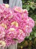 稀有小众芍药花果之冻 商品缩略图2