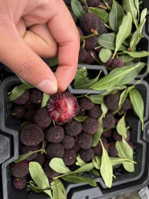 云南黑炭杨梅 商品图3